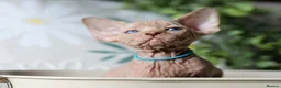 Sphynx cats for sale: Beautiful Pedigree Sphynx Kittens  - Advert 15
