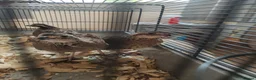 Quail poultry for sale: Trio of bobwhite quail  in Barnsley - Advert 3