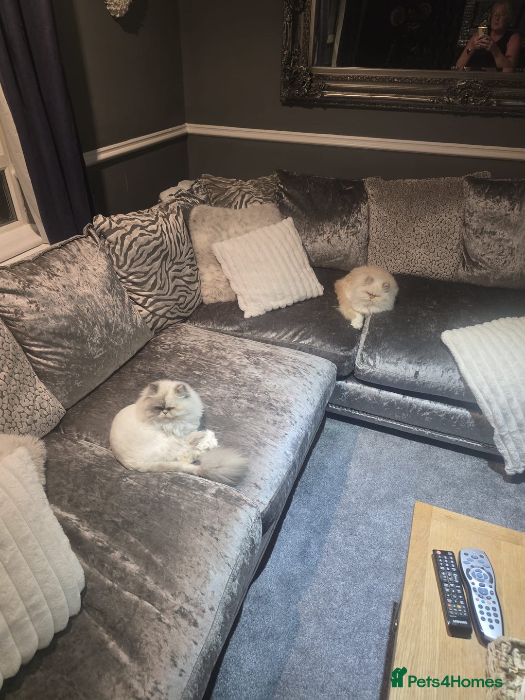 Persian cats for sale: Persian cats  - Advert 5