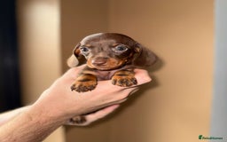 Miniature Dachshund dogs for sale: 🩷💙Stunning KC Mini Dachshund Puppies💙 - Image 13