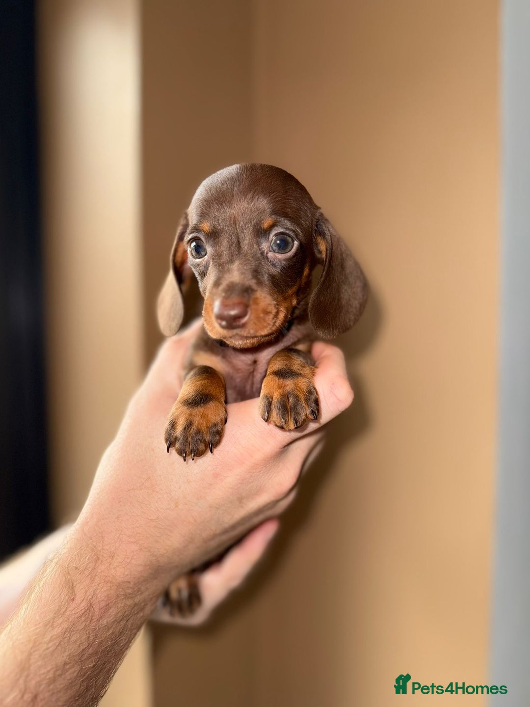 Miniature Dachshund dogs for sale: 🩷💙Stunning KC Mini Dachshund Puppies💙 - Image 13