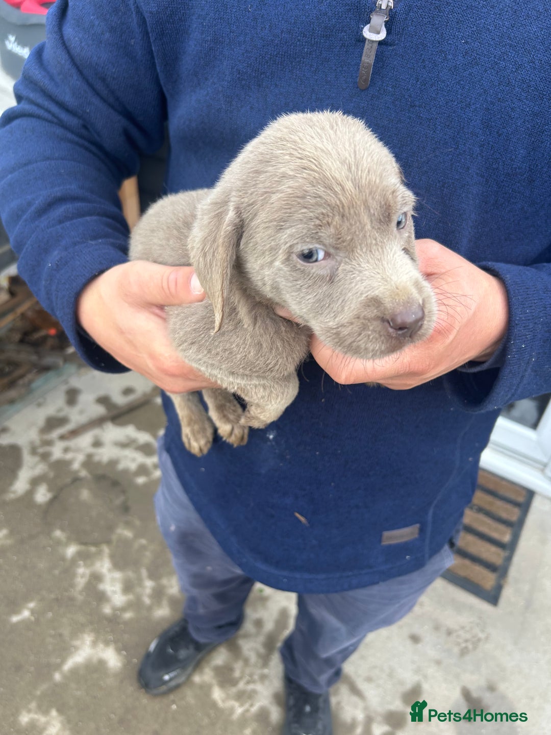 Labrador Retriever dogs for sale: Silver Labrador  - Image 2