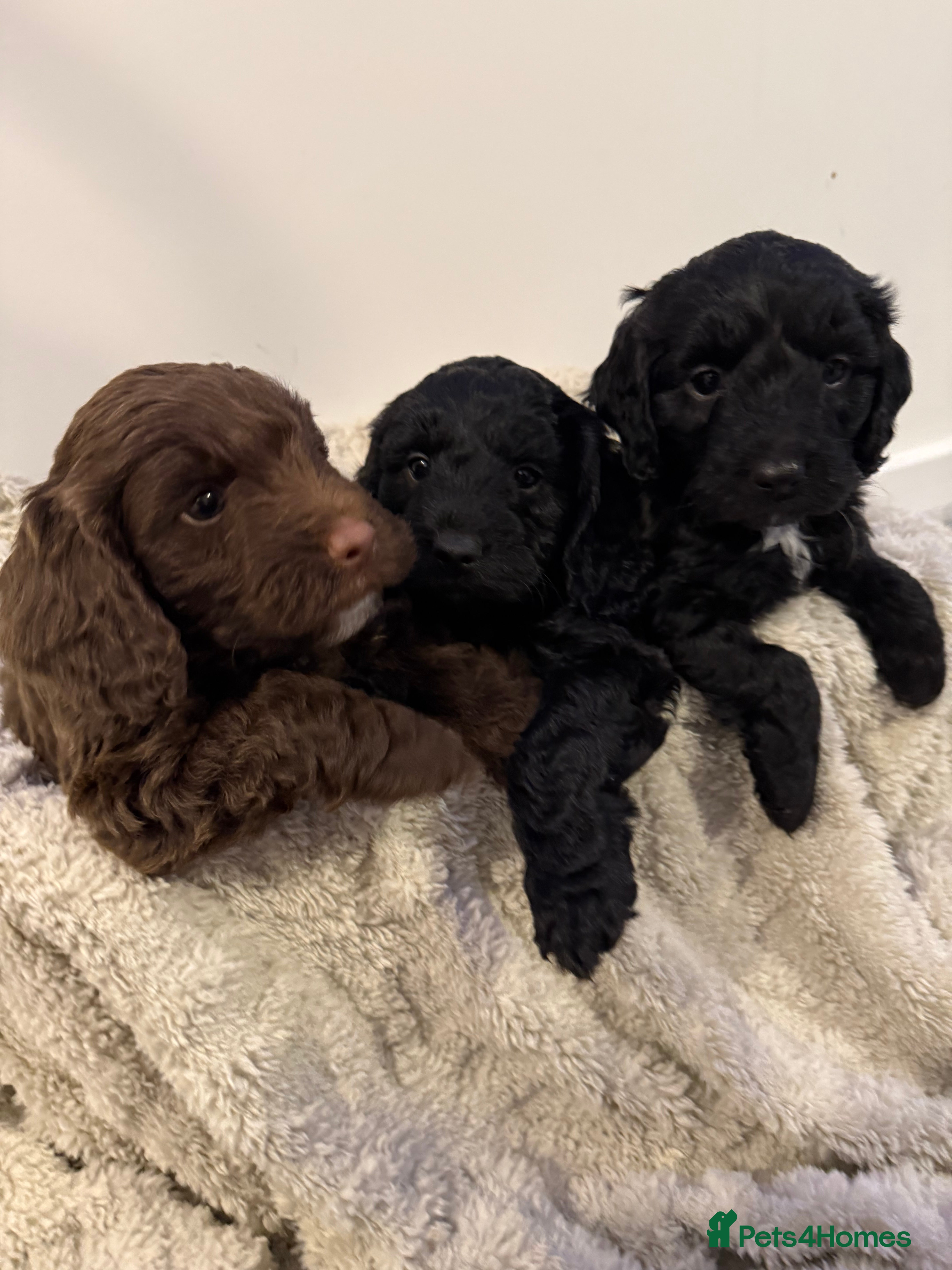 Mixed Breed dogs Ready Now -Health Checked Sproodle Puppies - Advert 5