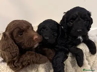 Mixed Breed dogs Ready Now -Health Checked Sproodle Puppies - Advert 13