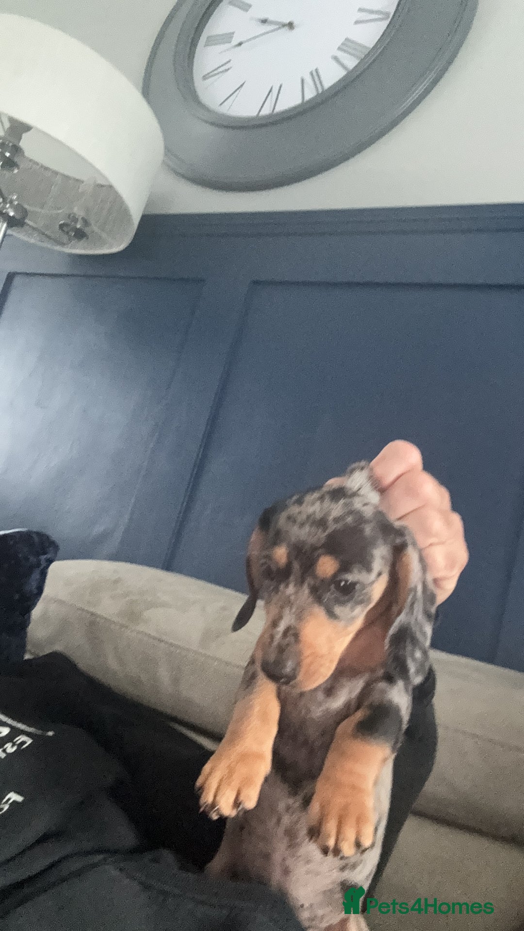 Miniature Dachshund dogs for sale: Dash hound - Image 6