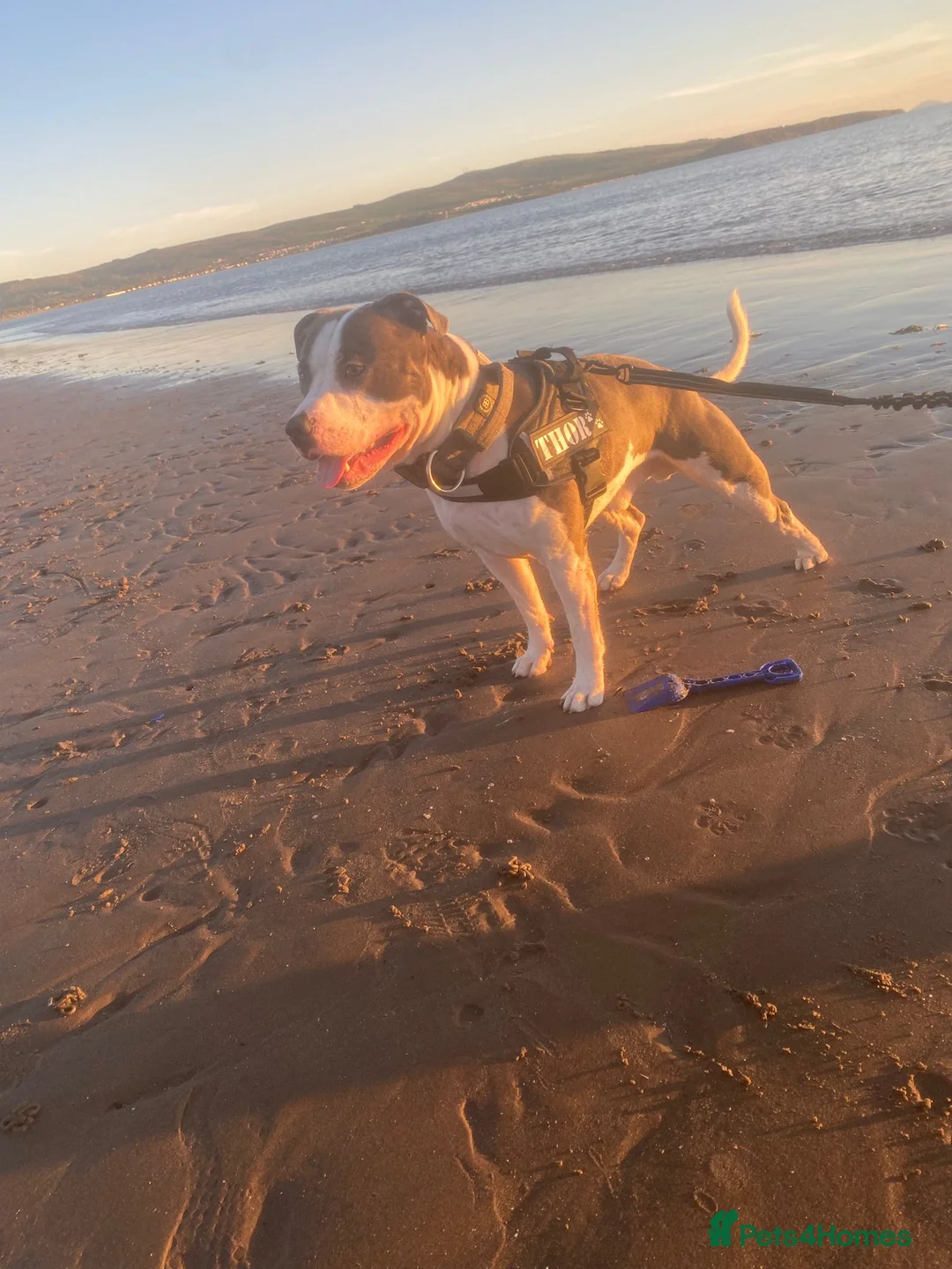 Staffordshire Bull Terrier dogs for stud: 2.5 year old blue and white staffy for stud  in Glasgow - Advert 1