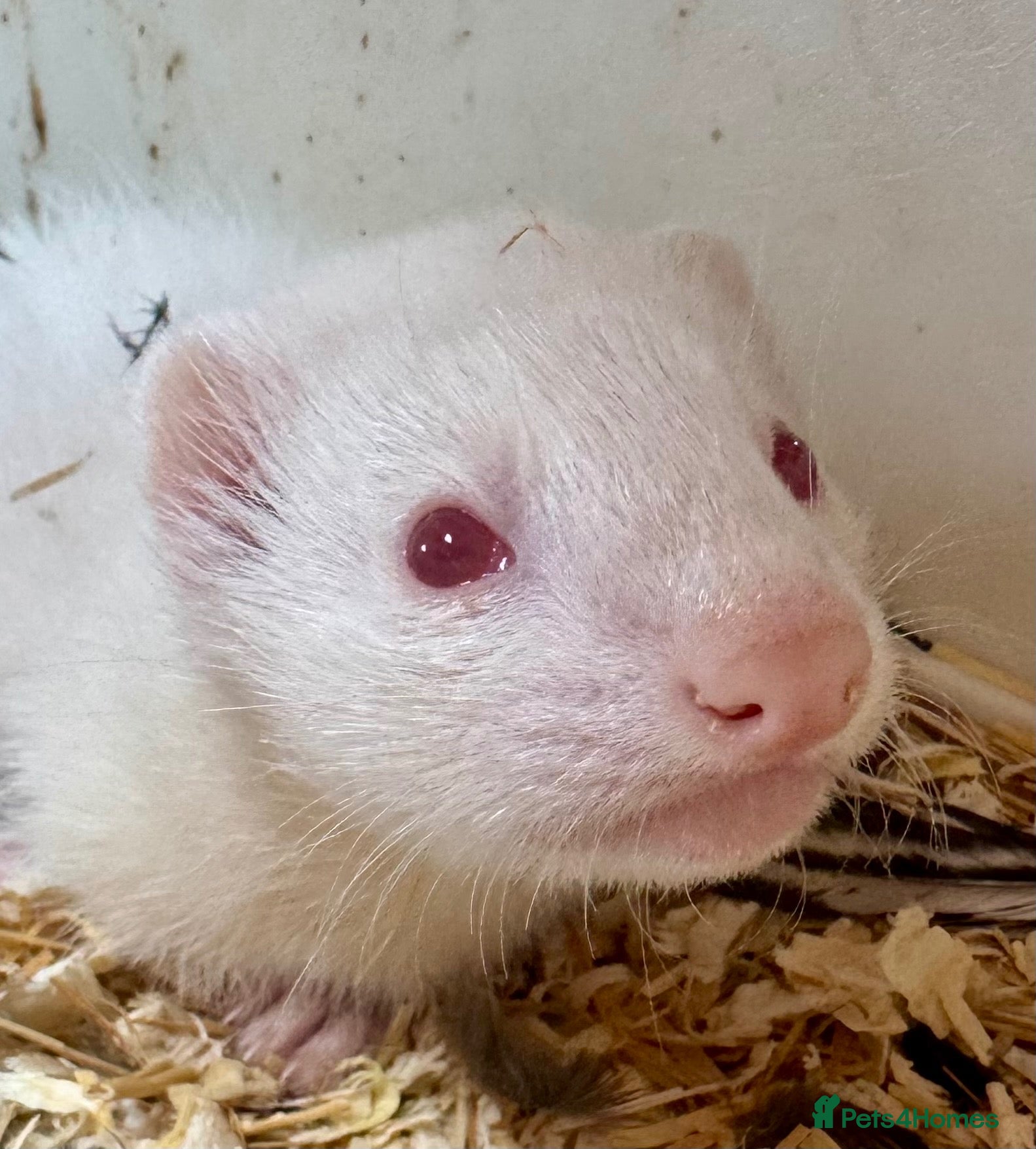 Ferret rodents Albino hob ferret 8 weeks - Advert 1