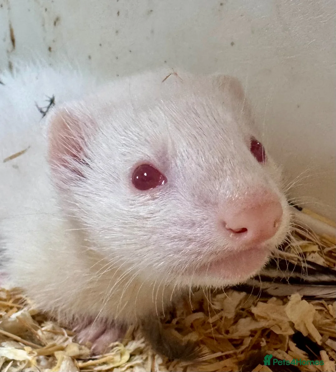 Ferret rodents for sale: Albino hob ferret 8 weeks - Advert 1