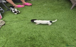 Jack Russell dogs for sale: Jack Russel puppies  - Image 8