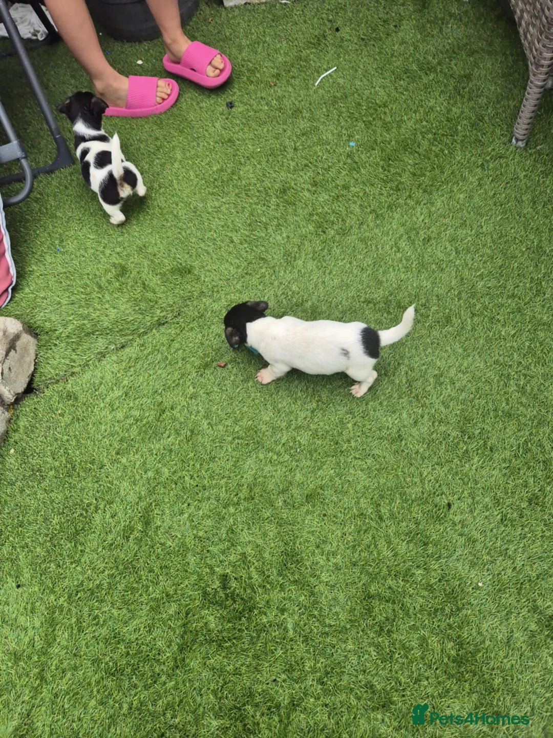 Jack Russell dogs for sale: Jack Russel puppies  - Image 8