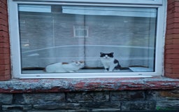 Mixed Breed cats for sale: 2 male cats  - Image 1
