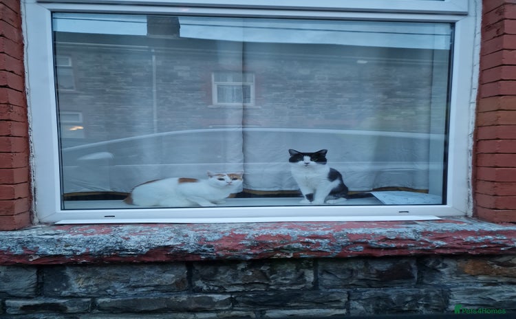 Mixed Breed cats - Advert 14