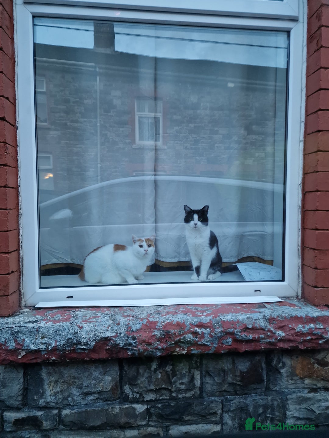 Mixed Breed cats for sale: 2 male cats  - Image 1
