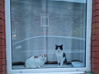 Mixed Breed cats 2 male cats - Advert 2