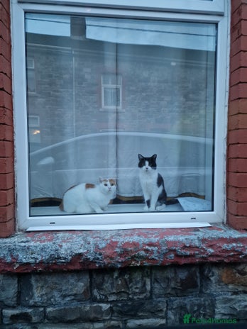 Mixed Breed cats - Advert 15