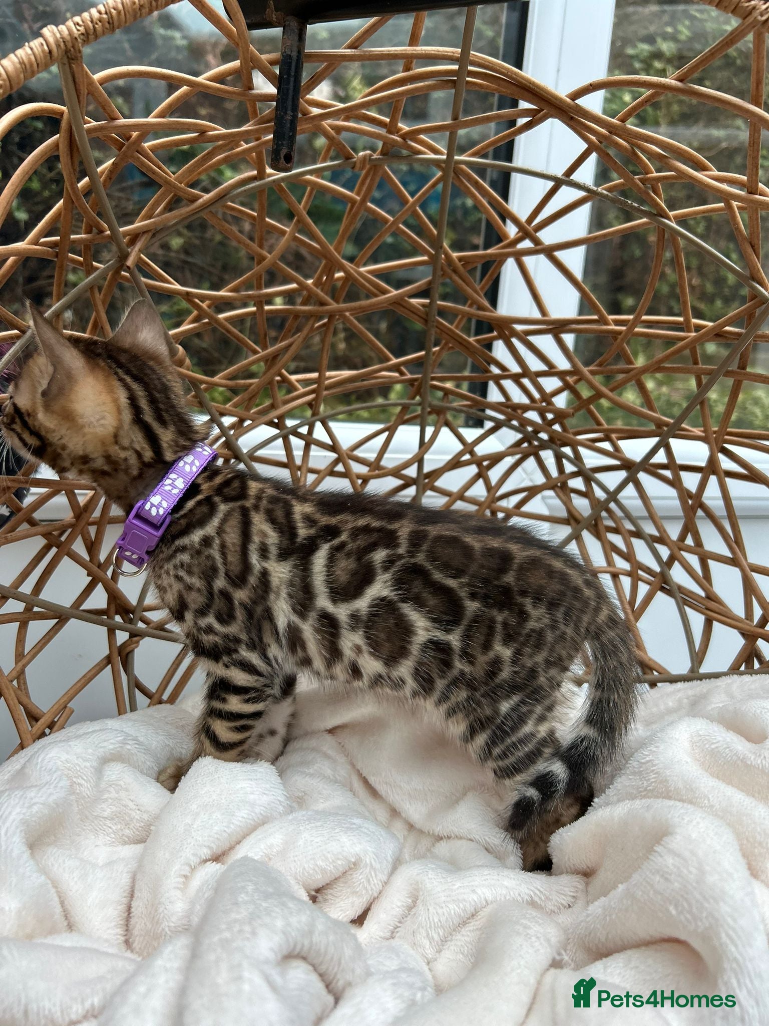Bengal cats ❤️ Stunning Pure Bengal Kittens ❤️ - Advert 2