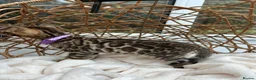 Bengal cats for sale: ❤️ Stunning Pure Bengal Kittens ❤️ - Advert 2