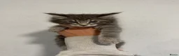 Maine Coon cats for sale: 4 beautiful and playful Maine Coon kittens - Advert 23