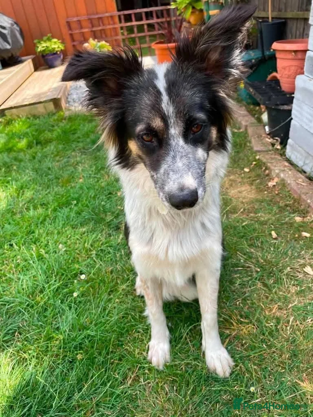 Mixed Breed dogs for adoption: Meet Astor, currently residing in Surrey in Aldershot - Advert 2