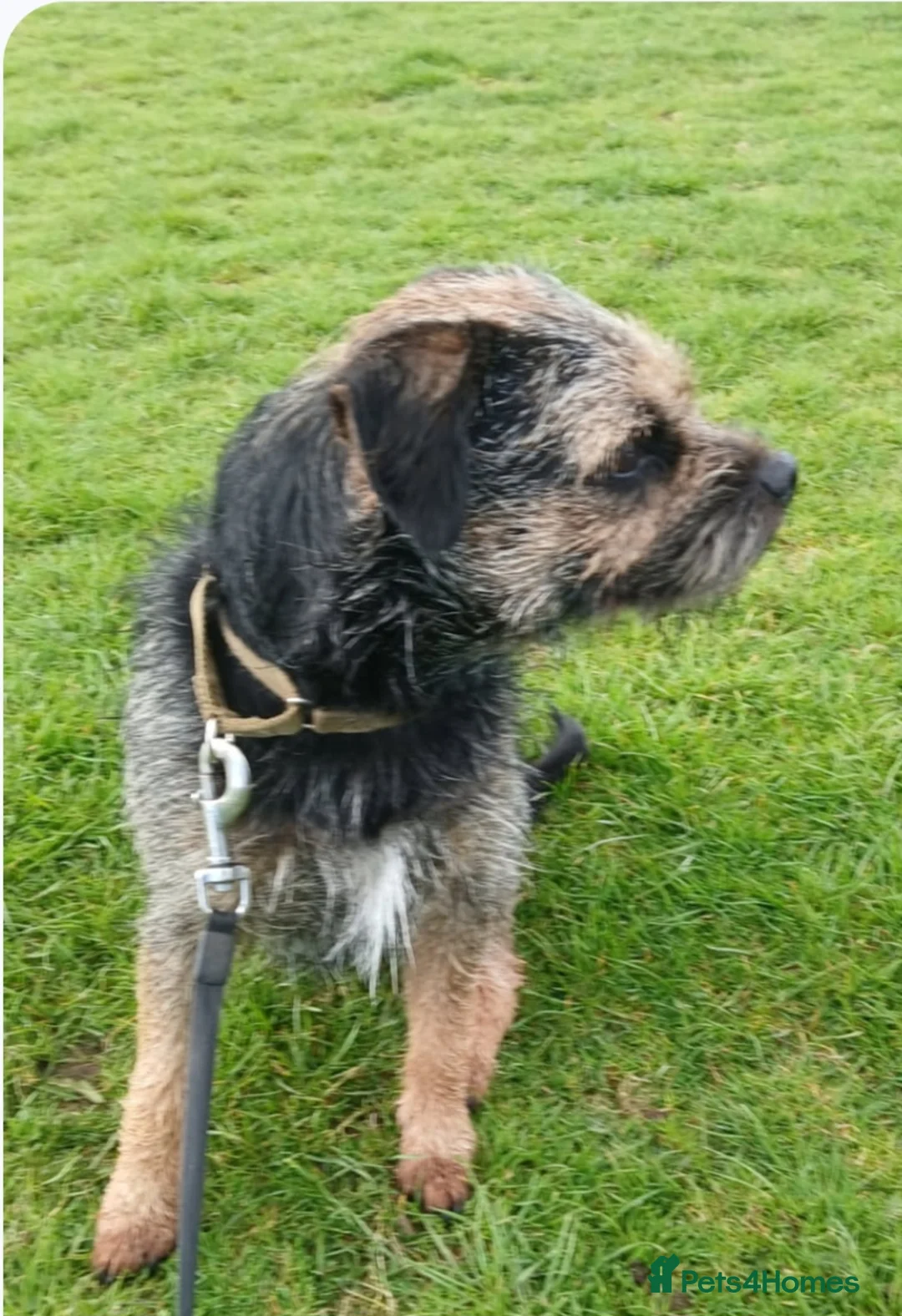 Border Terrier dogs for stud: Rocks - Advert 4