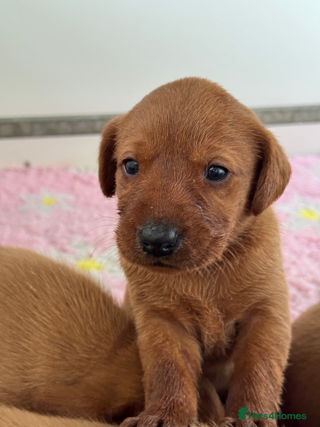 Labrador Retriever dogs for sale: Exceptional KC litter Fox Red Labradors  - Advert 15