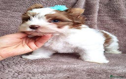 Yorkshire Terrier dogs for sale: Very Beautiful puppies, pure yorkshire terriers  - Advert 13