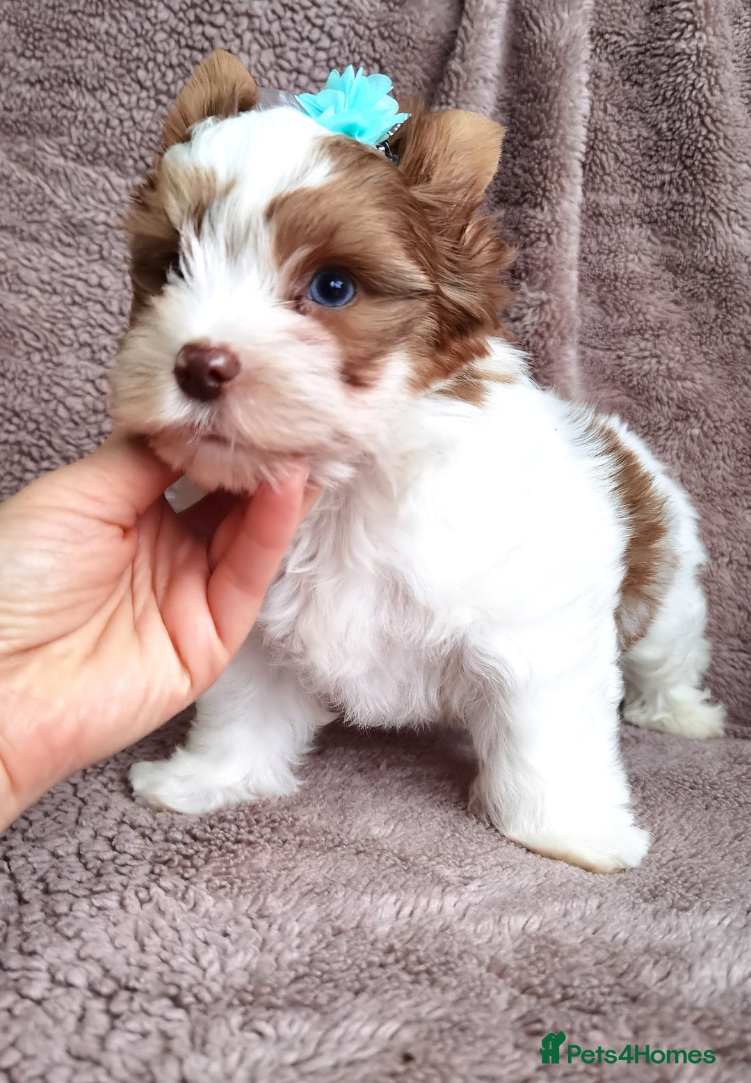 Yorkshire Terrier dogs for sale: Very Beautiful puppies, pure yorkshire terriers  - Advert 13