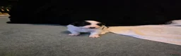 Border Collie dogs for sale: 🐾❤️ Beautiful KC Reg family Collie Puppies  in Shrewsbury - Advert 4