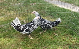 Chickens poultry for sale: Exchequer Leghorn pullets - Image 2