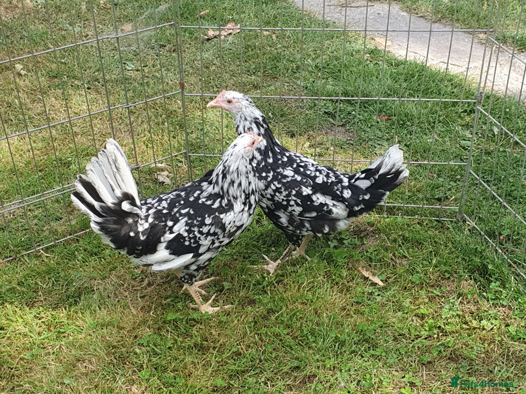 Chickens poultry for sale: Exchequer Leghorn pullets - Image 2