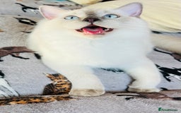 Ragdoll cats for sale: SILKY ADORABLE RAGDOLL KITTEN CHAMPIONLINE - Image 13