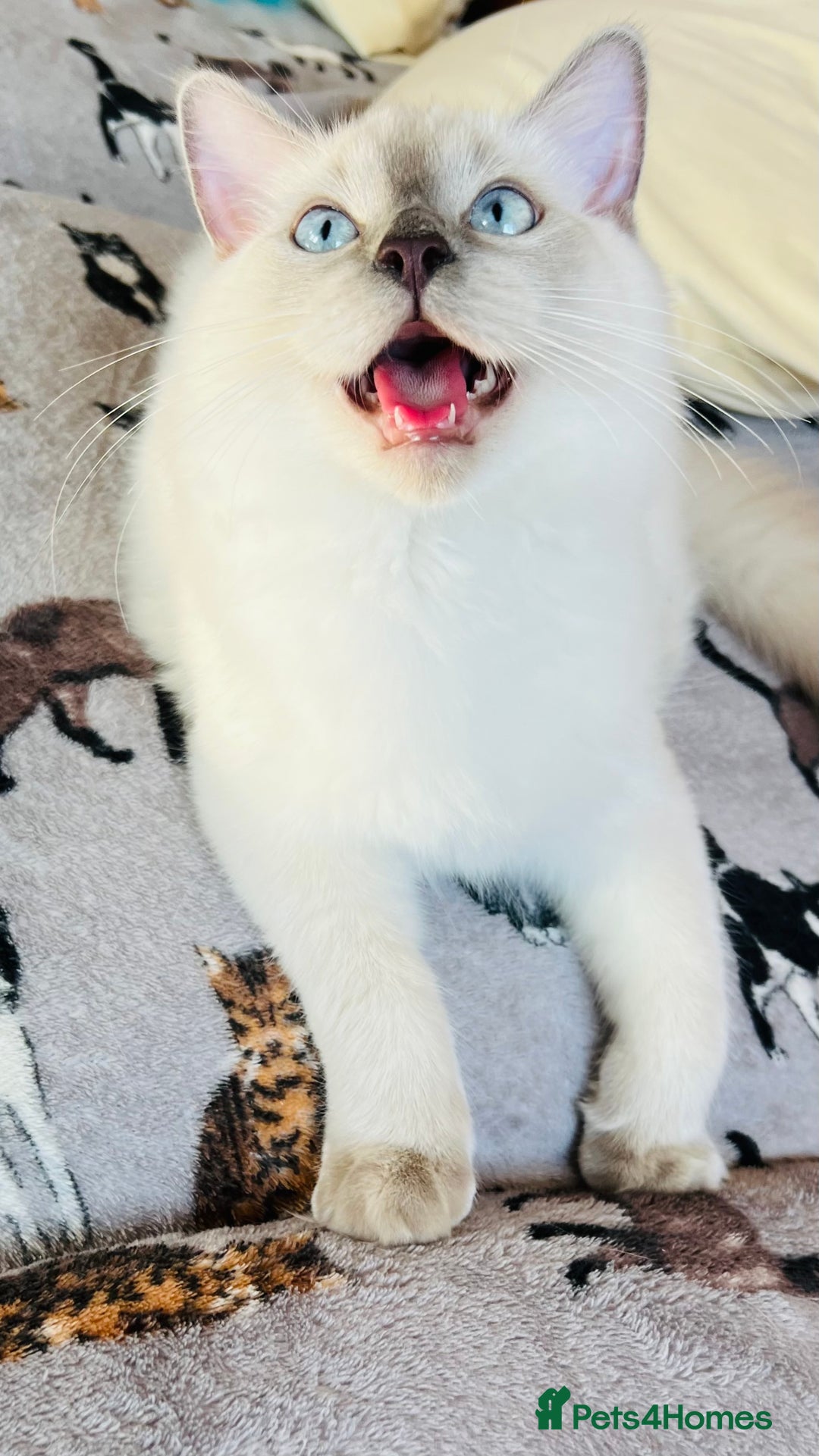 Ragdoll cats for sale: SILKY ADORABLE RAGDOLL KITTEN CHAMPIONLINE - Image 13