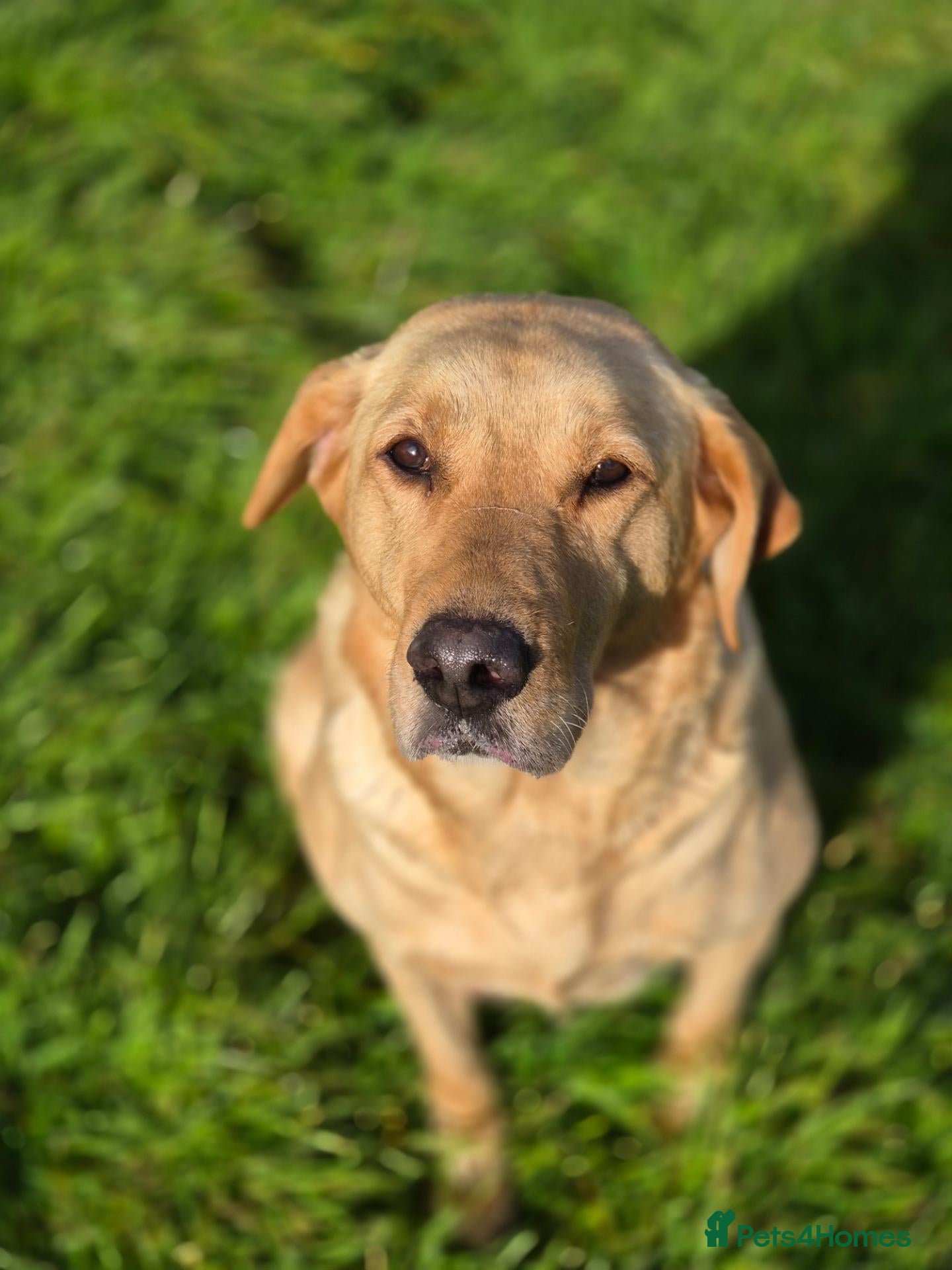 Labrador Retriever dogs for sale: Beautiful labrador puppies - Advert 1