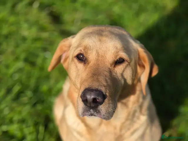 Labrador Retriever dogs for sale: Beautiful labrador puppies - Advert 1