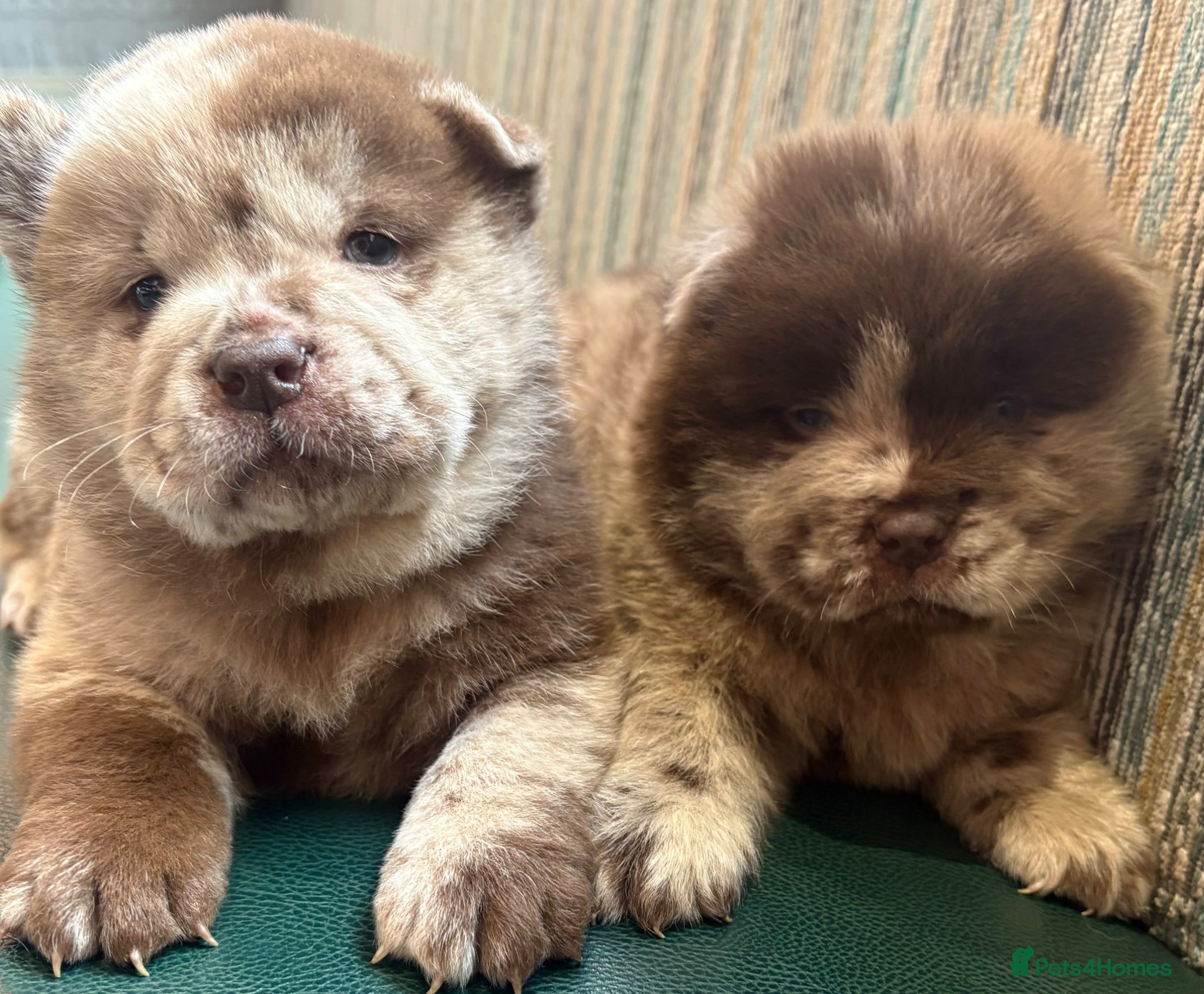 Chow Chow dogs Chow Puppies - Advert 1