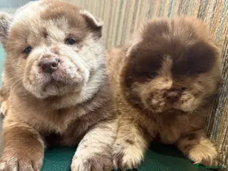 Chow Chow dogs Chow Puppies - Advert 1