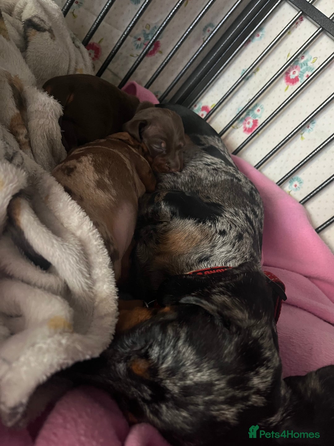 Miniature Dachshund dogs for sale: Sweet princess brown and tan miniature daushund🩷 - Advert 7