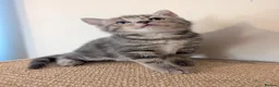 Mixed Breed cats for sale: Gorgeous kittens looking for forever homes - Advert 3