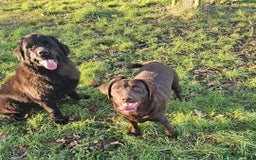 Labrador Retriever dogs for sale: Kc registered Black Labrador pups - Image 10