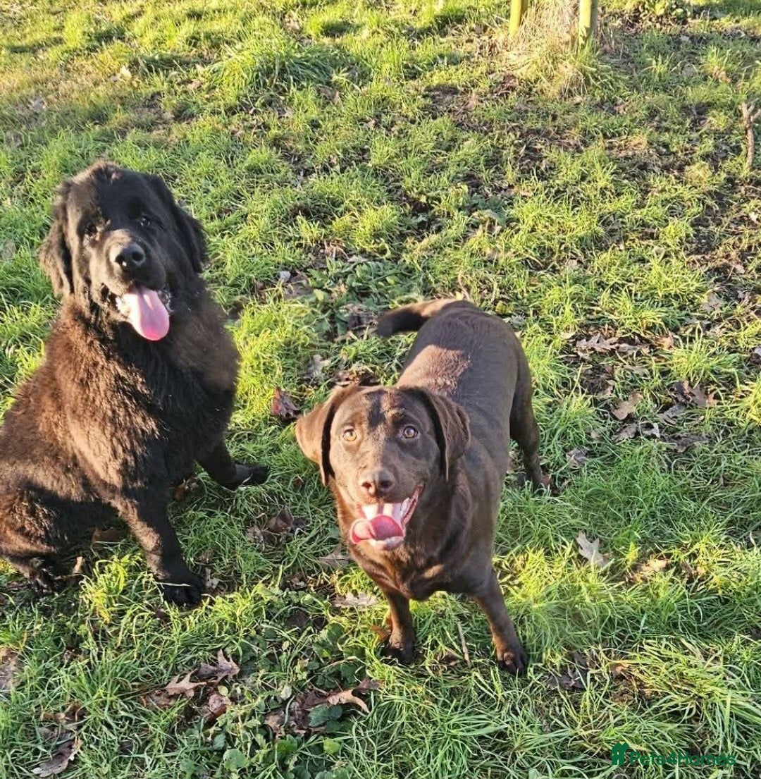 Labrador Retriever dogs for sale: Kc registered Black Labrador pups - Image 10