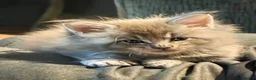 Maine Coon cats for sale: Maine coon pedigree kittens  - Advert 14