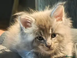 Maine Coon cats Maine coon pedigree kittens - Advert 12