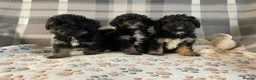 Cavapoo dogs for sale: Tiny cavapoos - Advert 7