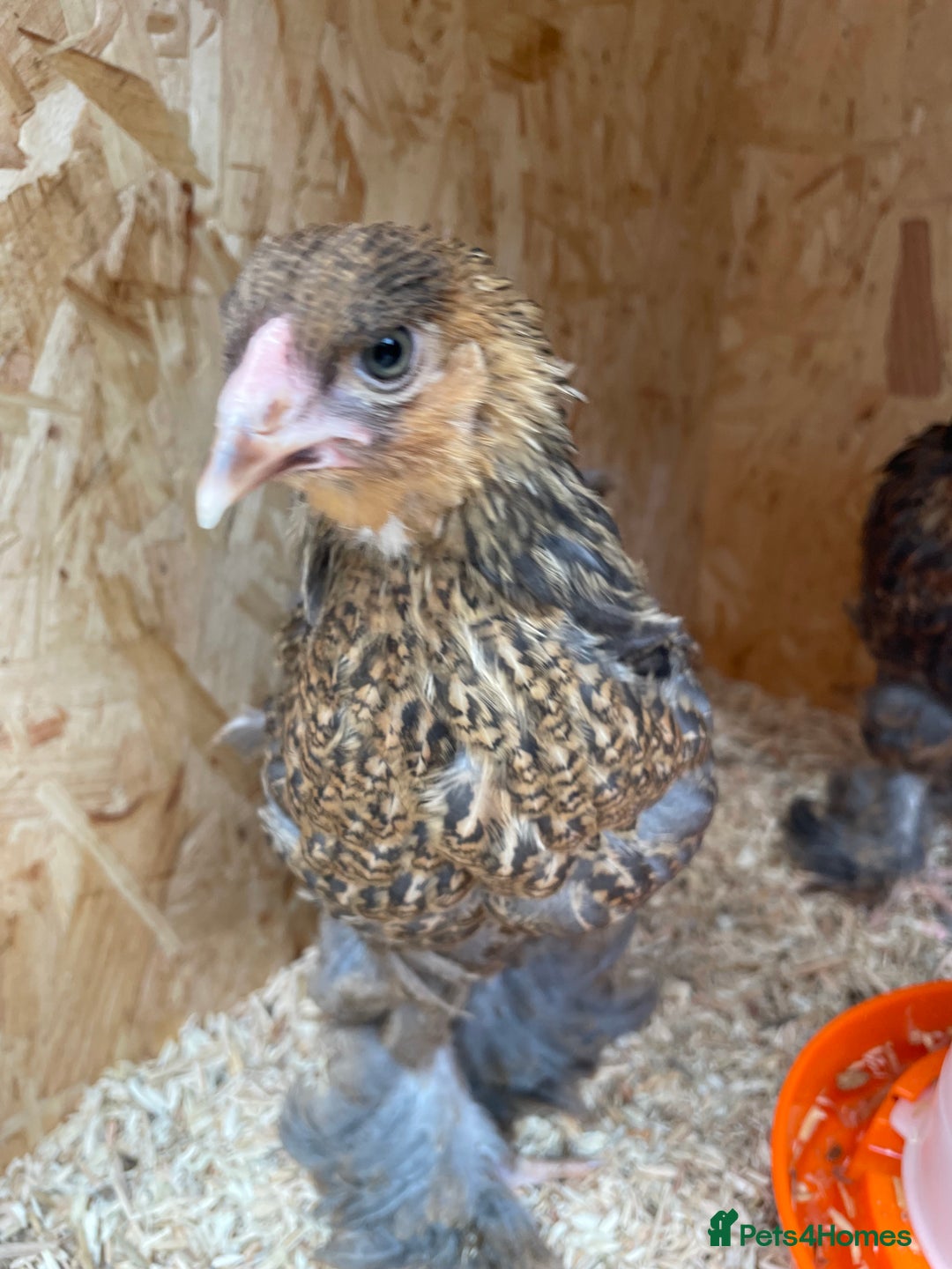 Chickens poultry for sale: Silver pencil Wyandotte LF,gold partridge brahmas  - Image 4