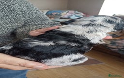 Cocker Spaniel dogs for sale: Stunning cocker spaniel litter  - Image 20