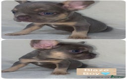 French Bulldog dogs for sale: French Bulldog Puppies ready on 13/11/25 - Image 2