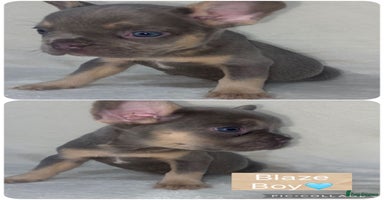 French Bulldog dogs - Advert 2