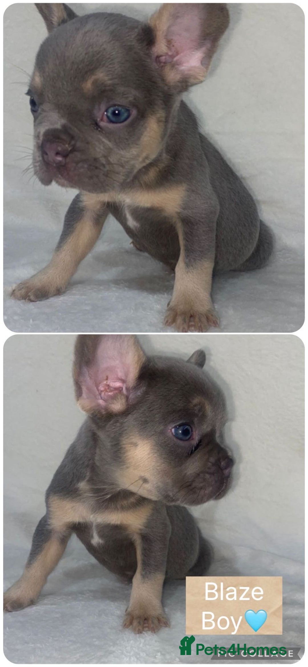 French Bulldog dogs for sale: French Bulldog Puppies ready on 13/11/25 - Image 2