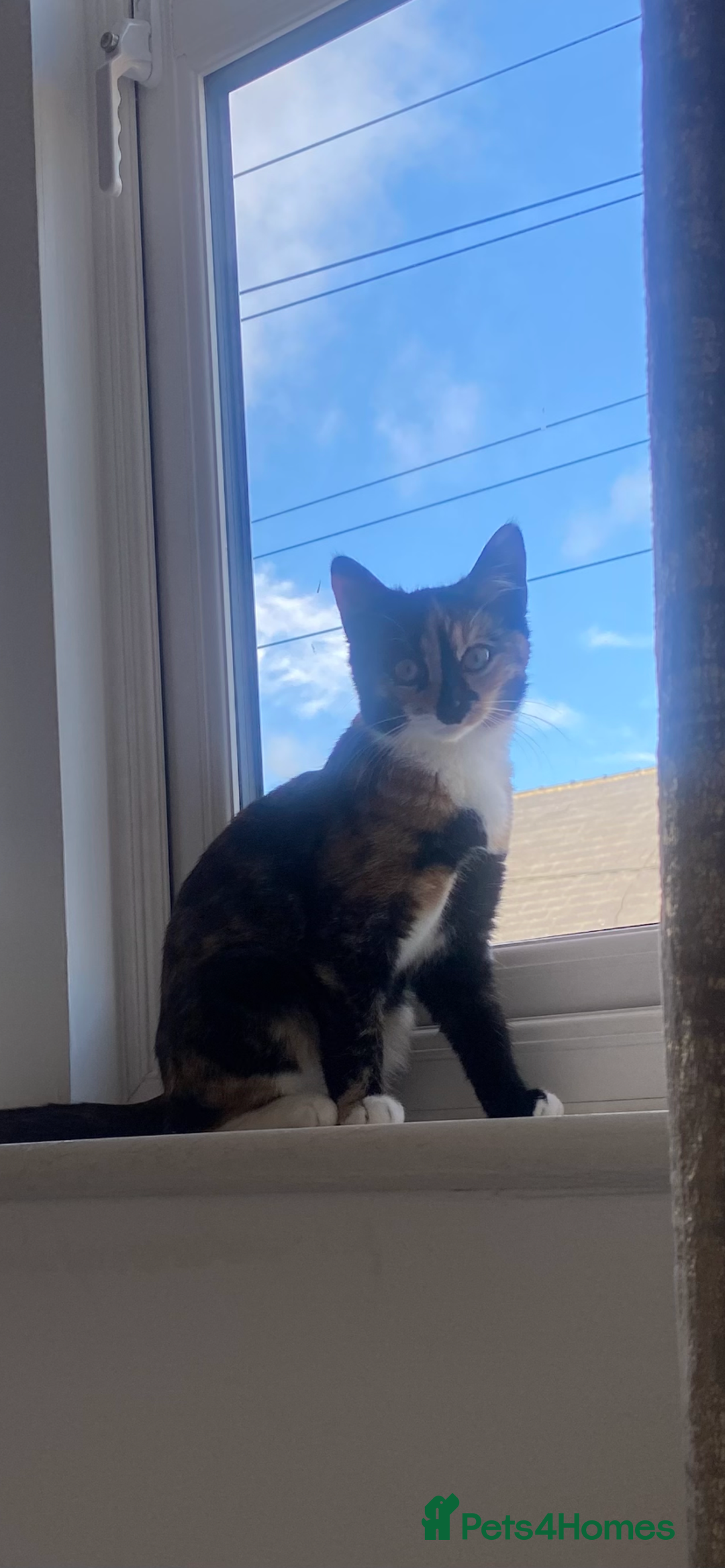 Mixed Breed cats for sale: Cutest kittens  - Image 10