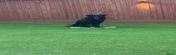 German Shepherd dogs for sale: Black German Shepherd - Advert 4